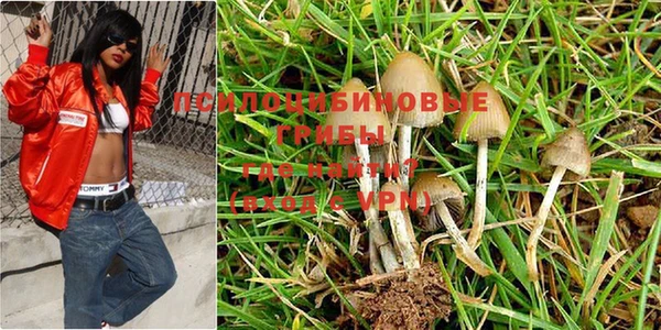 крисы Аркадак